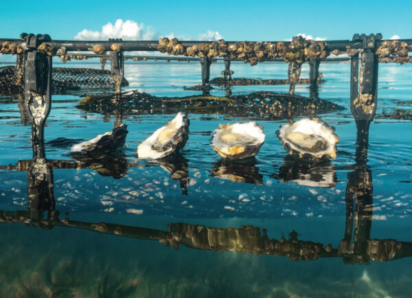 Coffin Bay Oysters Darwin collection 5 Doz Bag