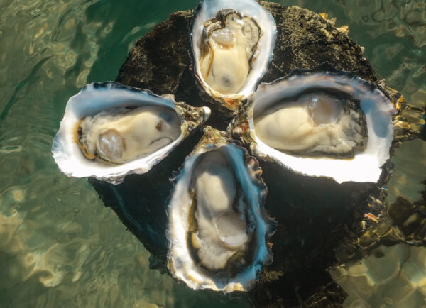 Coffin Bay Oysters Mackay collection 5 Doz Bag