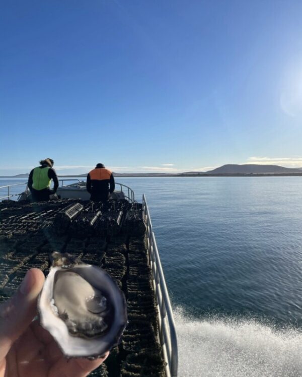 Coffin Bay Oysters Geraldton collection 5 Doz Bag